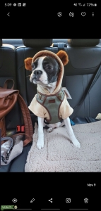 Daisy, beautiful boston female  Listing Image