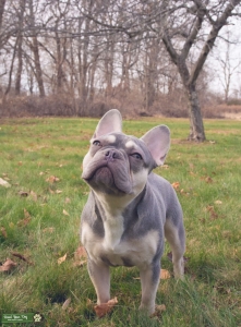 French bull dog stud  Listing Image