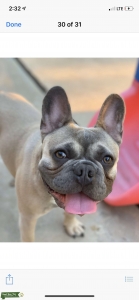 Blue fawn French bulldog stud Dallas  Listing Image