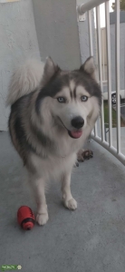 Looking for Female Husky Listing Image