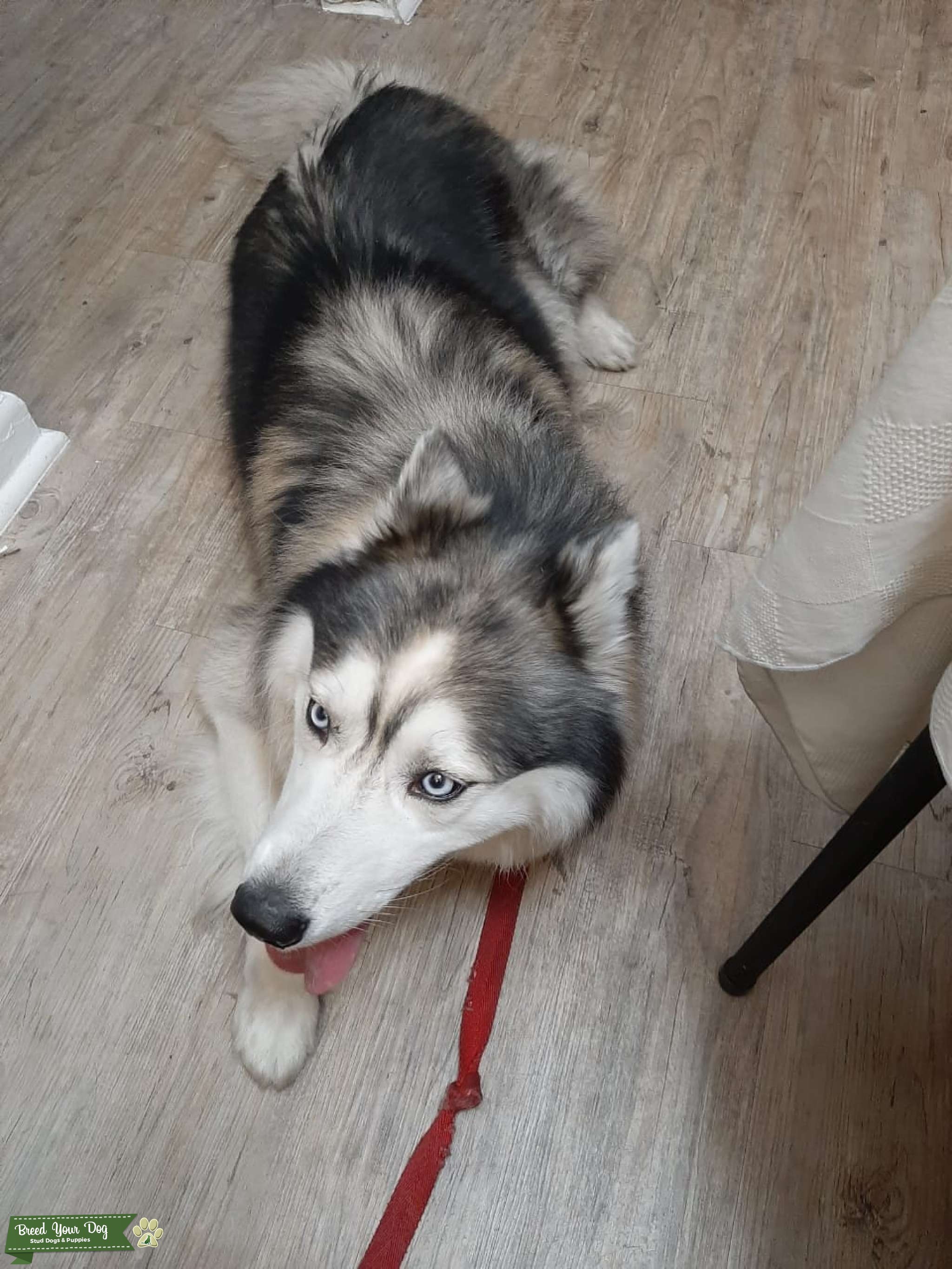 Looking for Female Husky Stud Dog in Florida, the United States