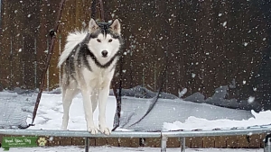 Siberian Husky Listing Image