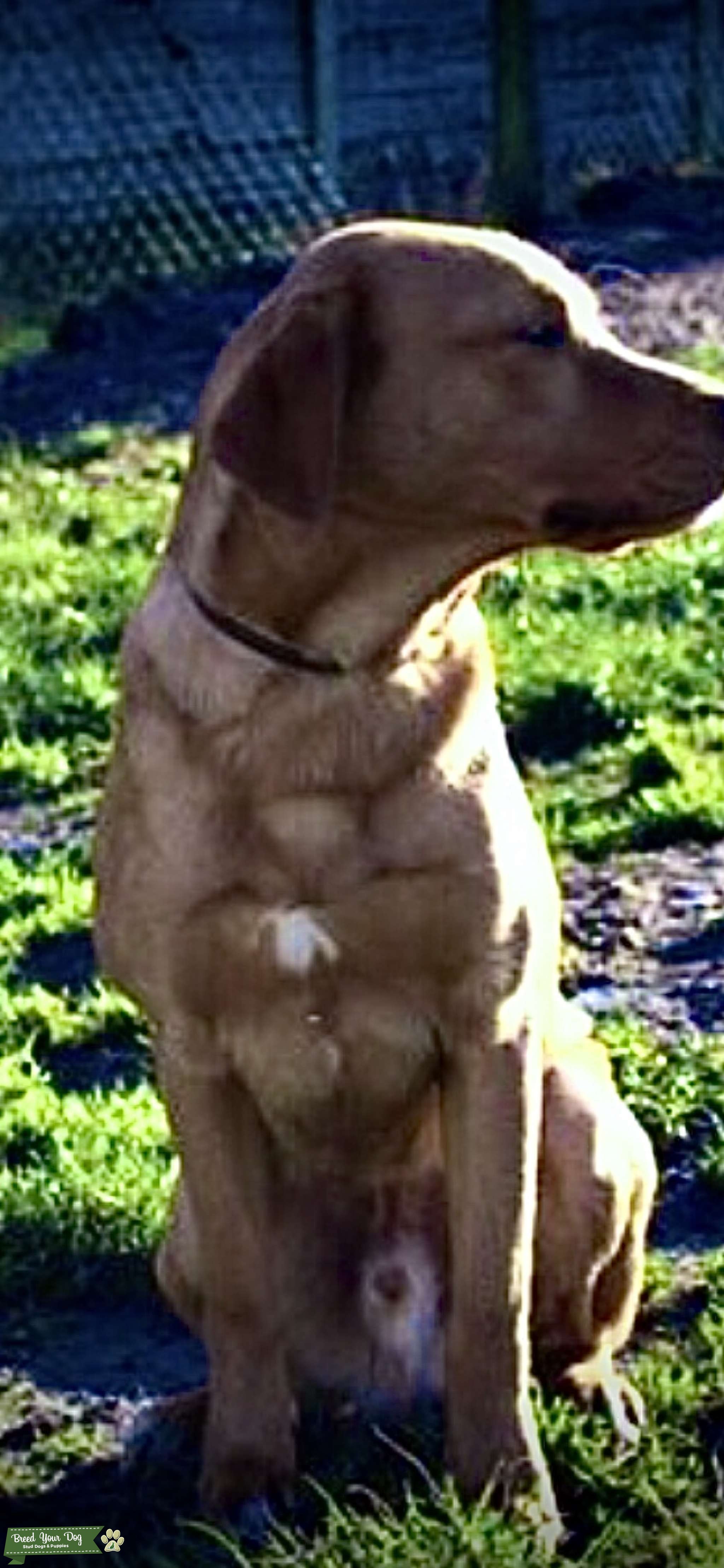 PROVEN FOX RED LABRADOR Stud Dog in Wrexham, United States Breed
