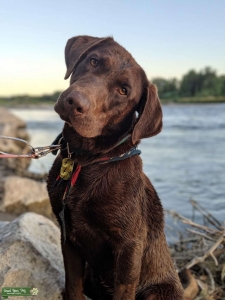Chocolate Labrador Retriever-Professionally Trained Shed Antler Dog Listing Image