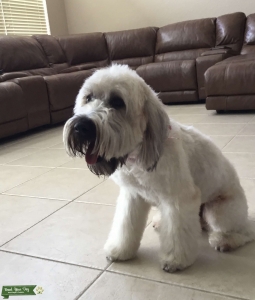 Soft Coated Wheaten Terrier  Listing Image