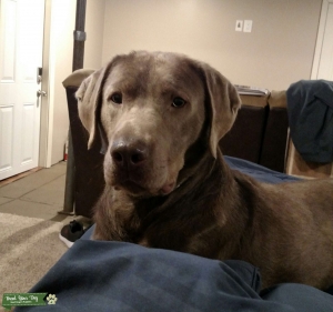 Silver Lab Stud Listing Image