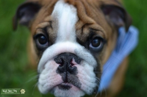 Looking for a Female to Breed Listing Image
