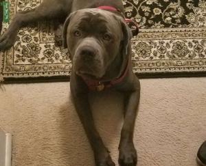 Stud Looking for Mate Listing Image
