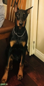 Doberman simba Listing Image