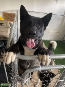 beautiful American Akita for stud Listing Image