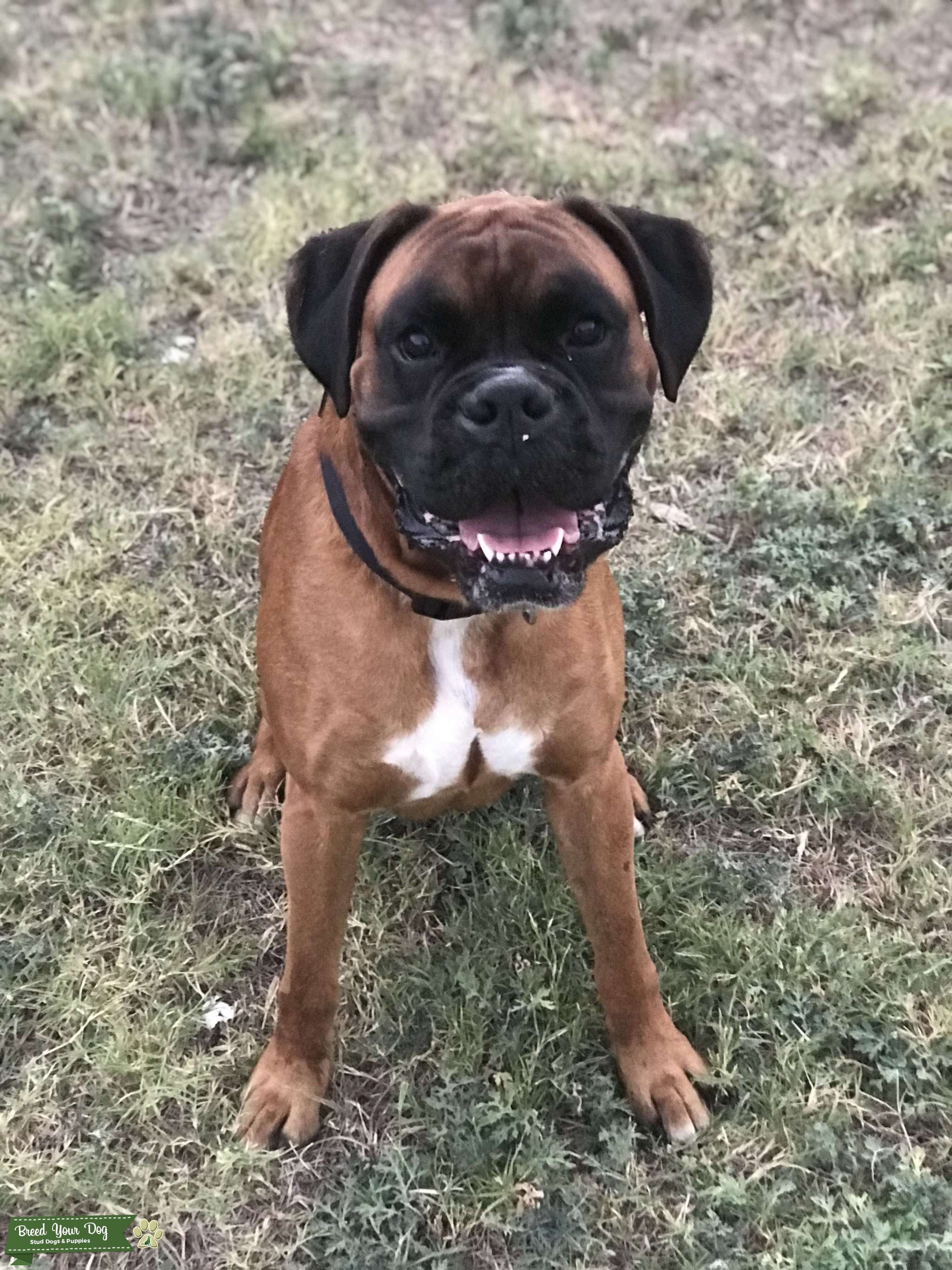 Pure bred Boxer Stud Dog in Central Texas, the United States Breed