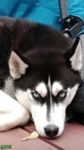Pure Bred Female Siberian Husky  Listing Image