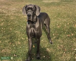 Blue European Great Dane Stud Listing Image