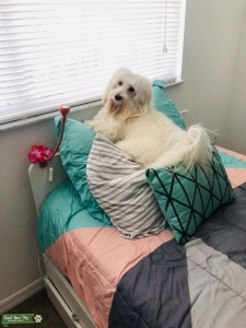 Pure White havanese green eyes Listing Image
