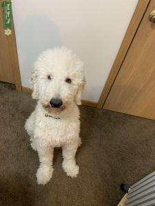 White Standard Poodle Listing Image