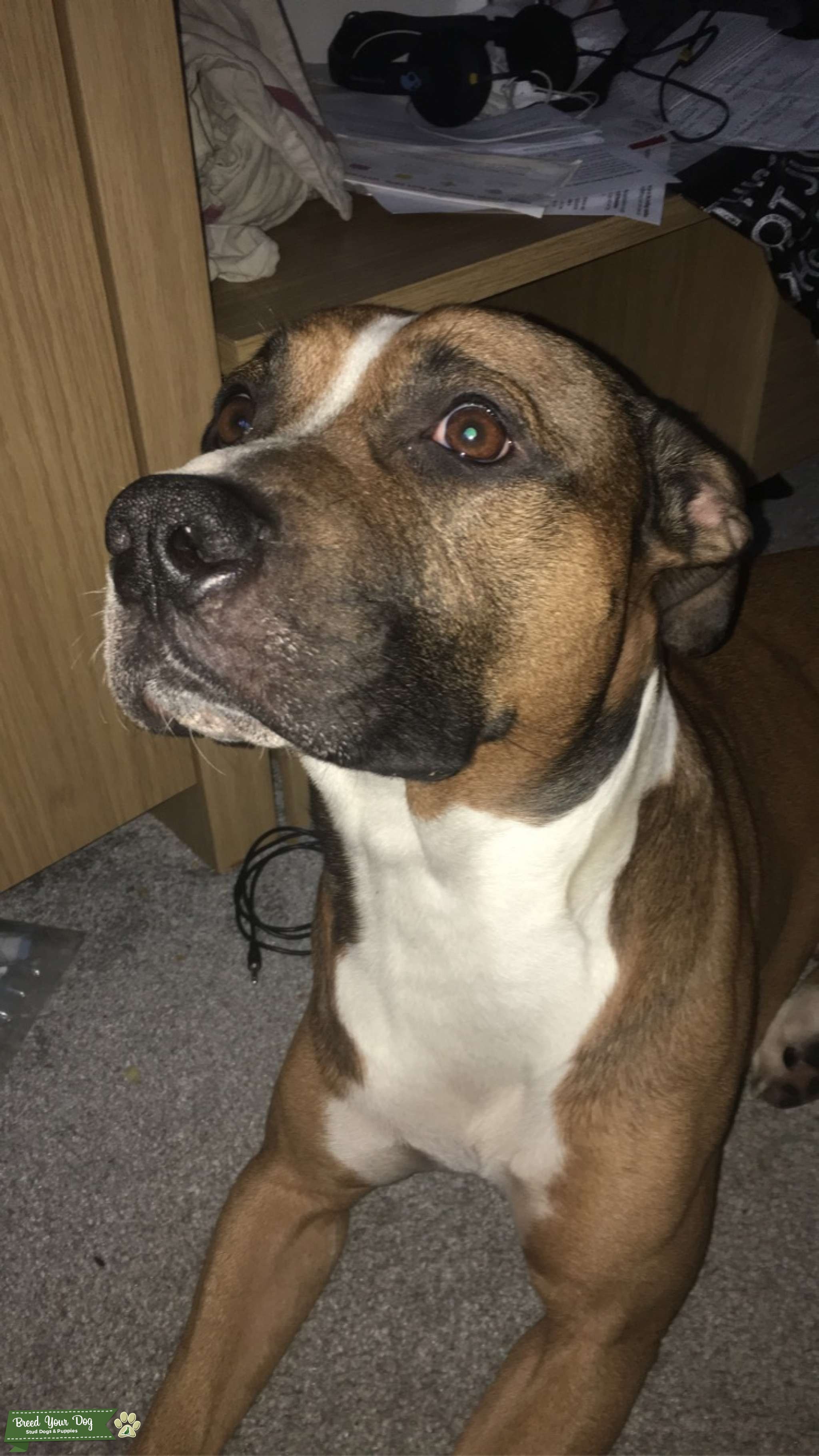 Staffy x Boxer Stud Dog in Cheshire, the United States Breed Your Dog