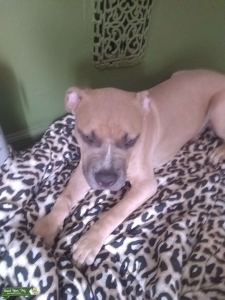 Pitbull Listing Image