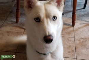 Female purebred solid white husky looking for stud Listing Image