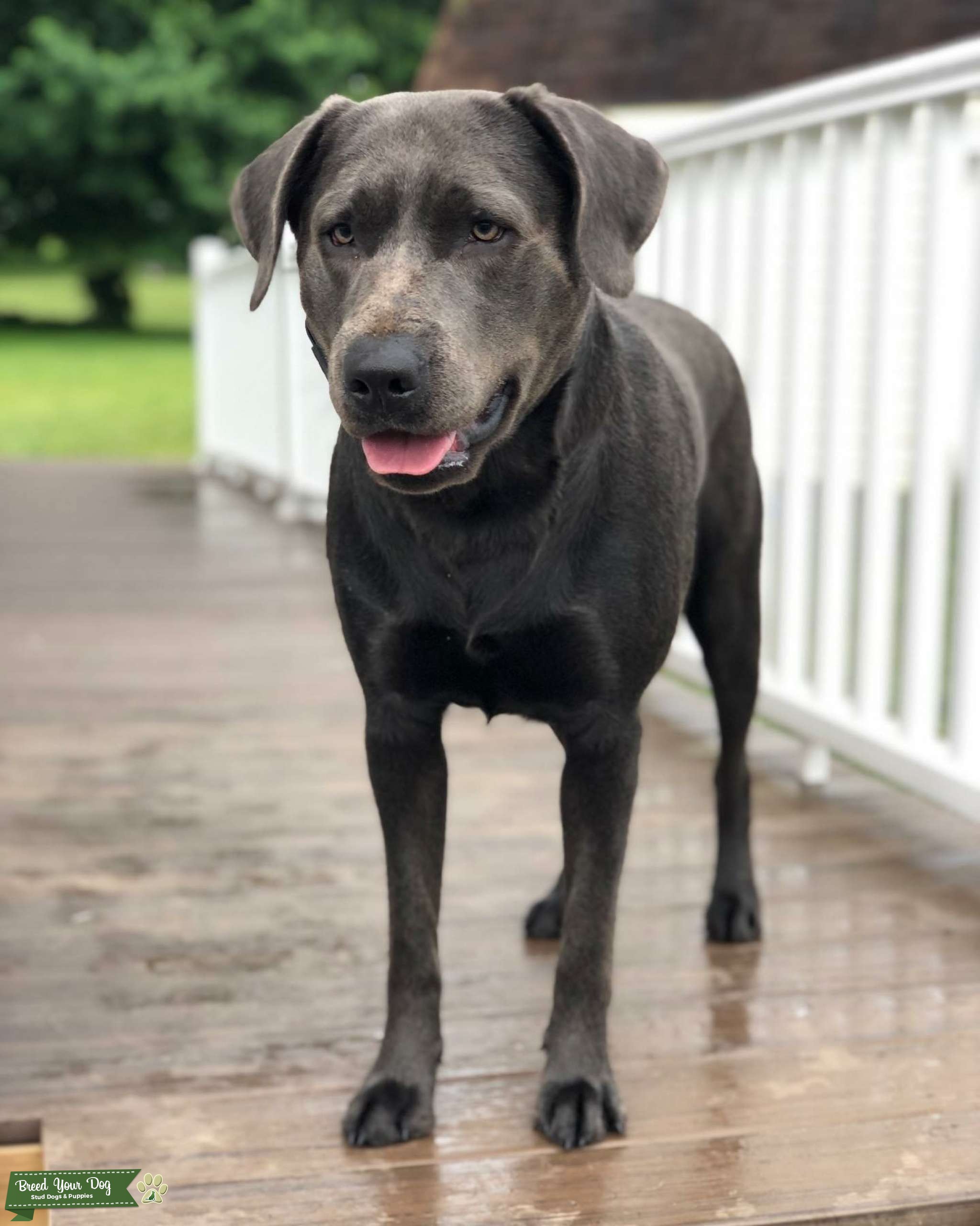 Charcoal Lab Stud Stud Dog York Breed Your Dog