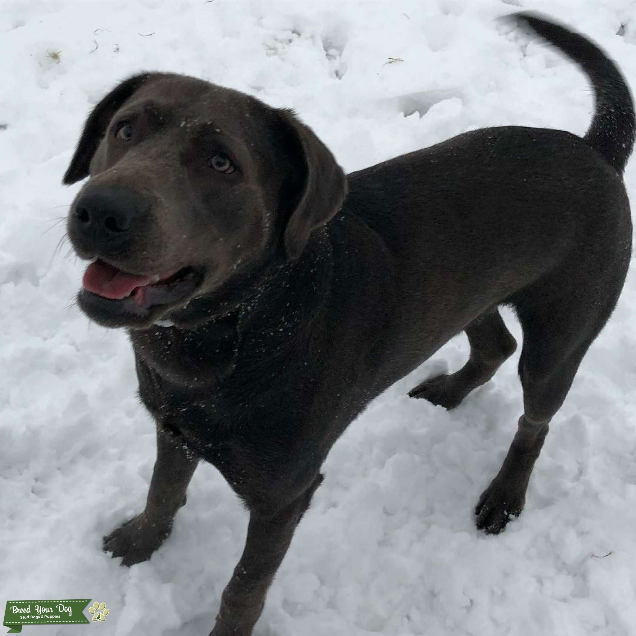 Charcoal Lab Stud Stud Dog York Breed Your Dog