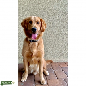 Golden Retriever Listing Image