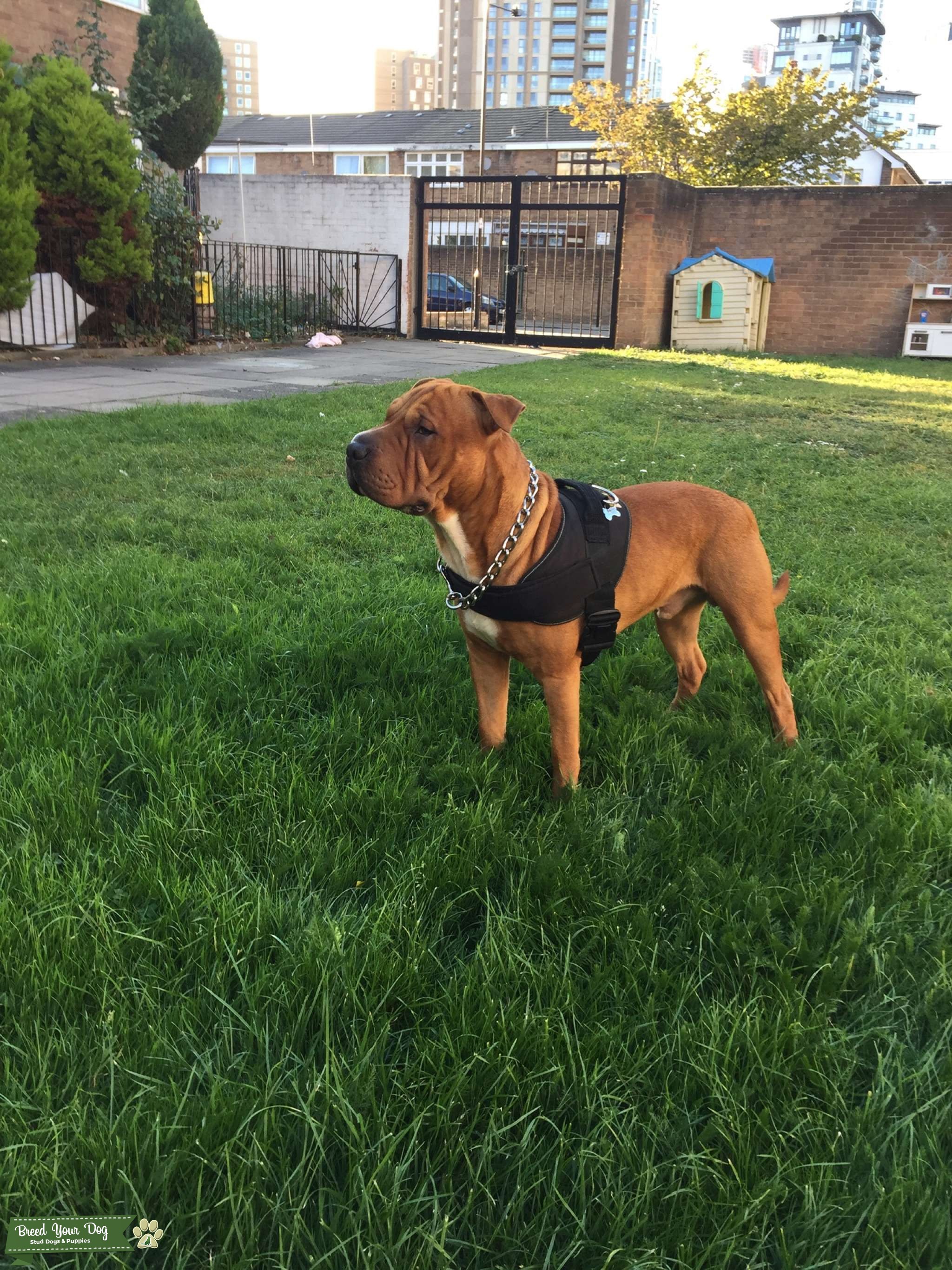 staffy shar pei puppy