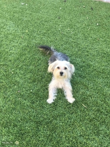 Morkie stud Listing Image