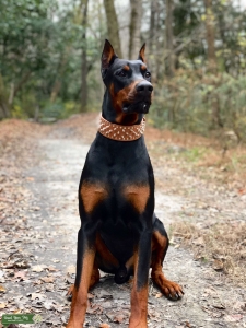 Proven AKC European Dobermann Stud Listing Image