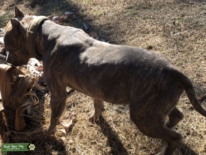 Stud bully pit Listing Image