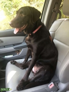 Choc. Lab ready!!! Listing Image