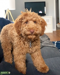 Mini Goldendoodle Stud Looking for Female GoldenDoodle Listing Image