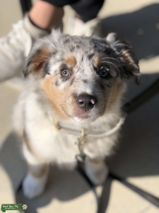 Beautiful Blue Merle looking for a Future Boyfriend   Listing Image