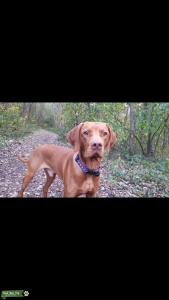 Hugarian vizsla Listing Image