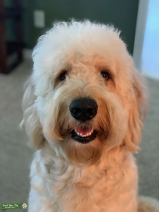 CKC registered F1 Goldendoodle Service Stud Listing Image