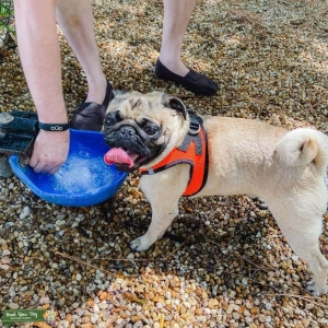 CKC Registered Pug Stud Listing Image