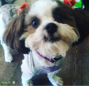 Shichon Listing Image