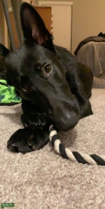 Looking to breed our all black Sheppard  Listing Image