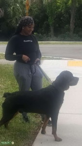 Rottweiler Stud with pure bloodlines Listing Image