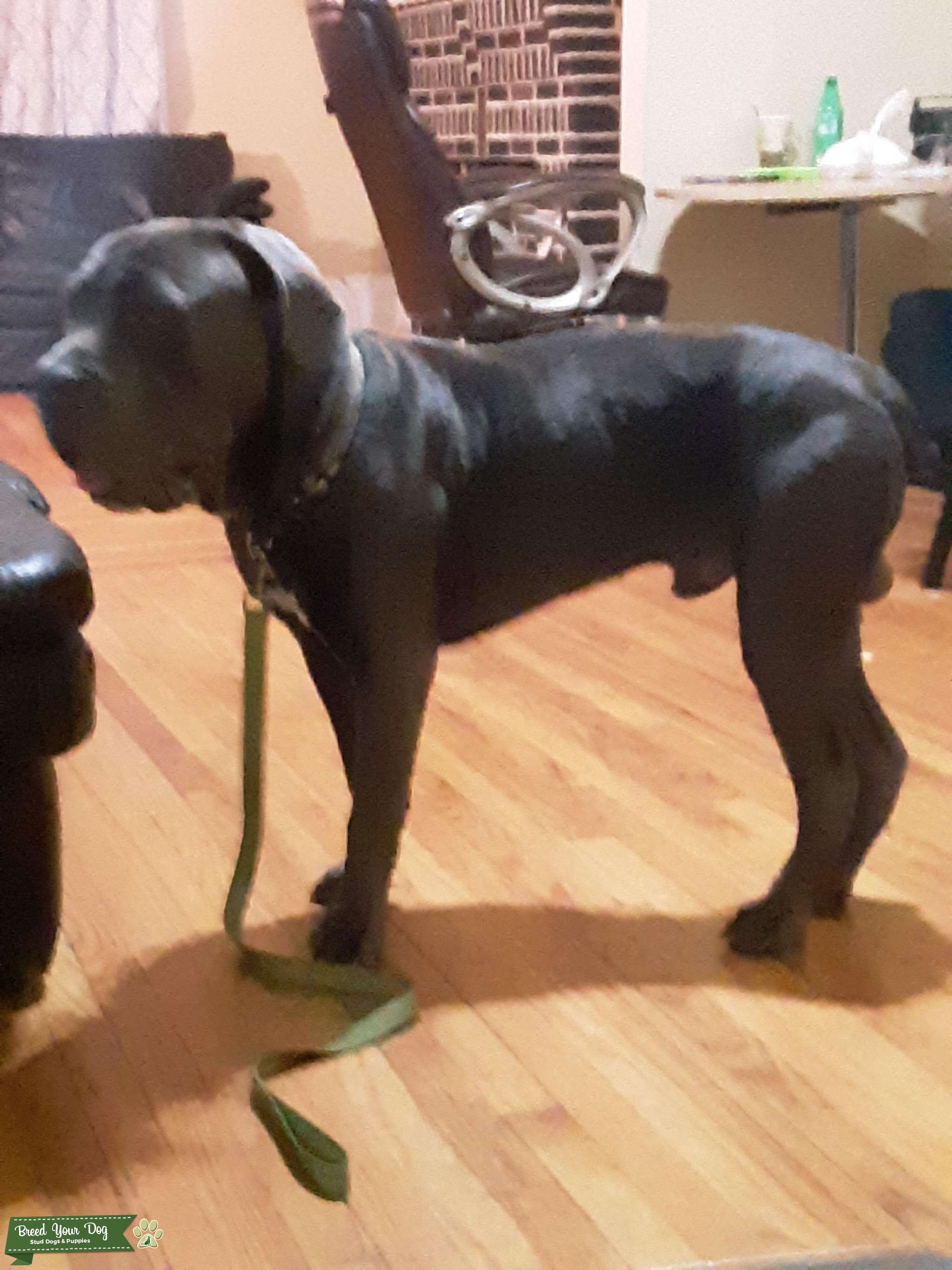 CANE CORSO STUD FEE 900 Stud Dog in New York, the United States