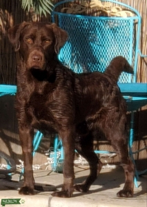 Pure Bred Chocolate Lab  Listing Image