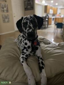 Male Dalmation Dog looking to mate with a female. He Will be a year feb 2.  Listing Image