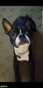 Sweet Boston Terrier  Listing Image