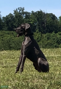 Beautiful Solid Blue Male 35” Listing Image