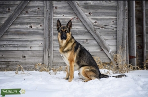 German Shepherd Dog  Listing Image