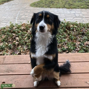  Mini Aussie to breed Listing Image