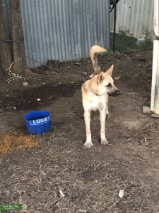 German Shepherd Listing Image