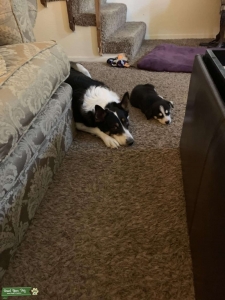 Searching for border collie stud Listing Image