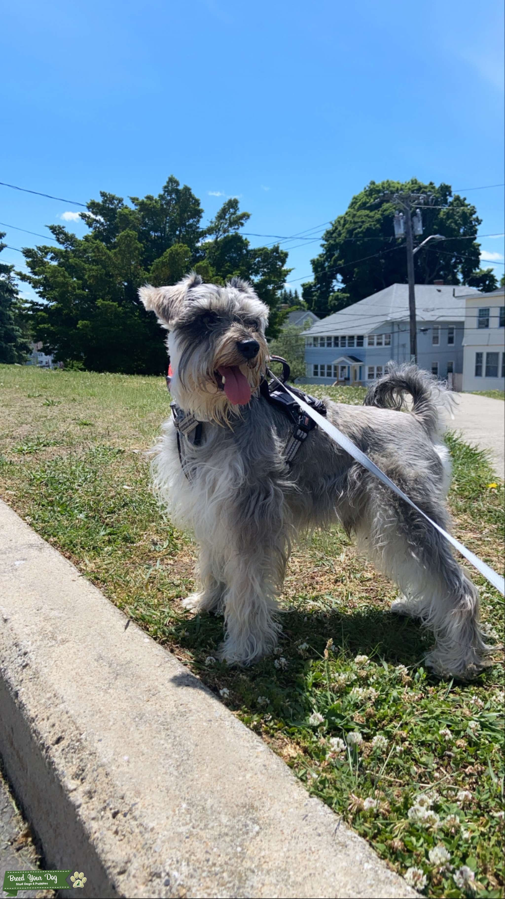 Male Salt and Pepper Stud Stud Dog New England Breed Your Dog