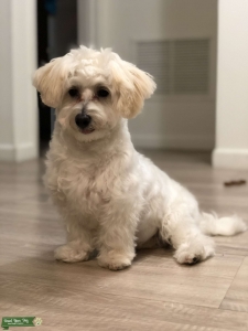 white Havanese  Listing Image