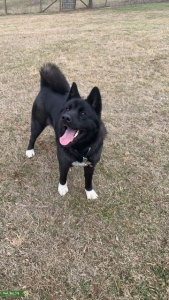 American Akita  Listing Image